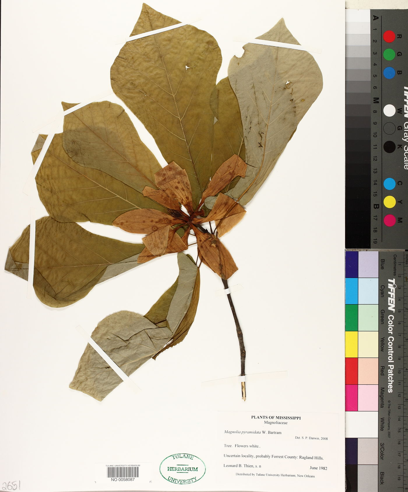 Magnolia pyramidata image
