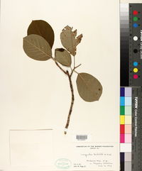 Magnolia sieboldii image