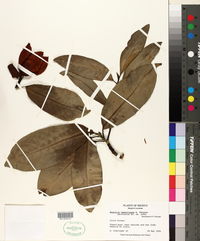 Magnolia tamaulipana image