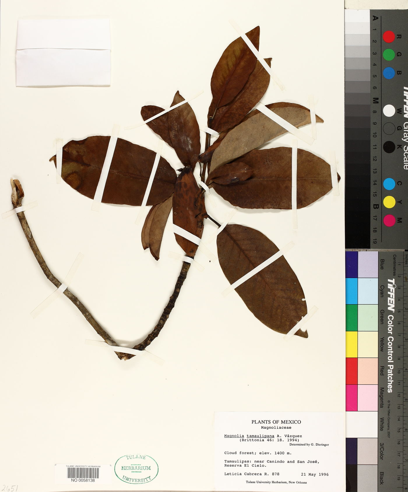 Magnolia tamaulipana image