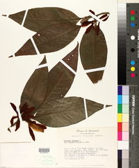 Image of Michelia champaca