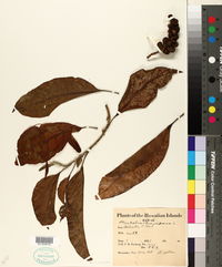 Michelia champaca image