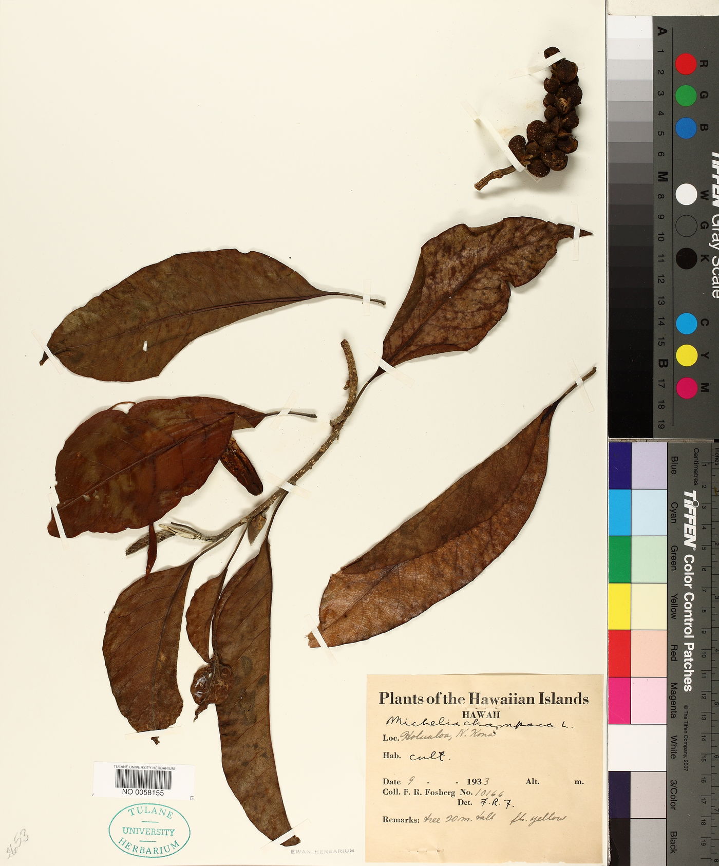 Magnolia champaca image