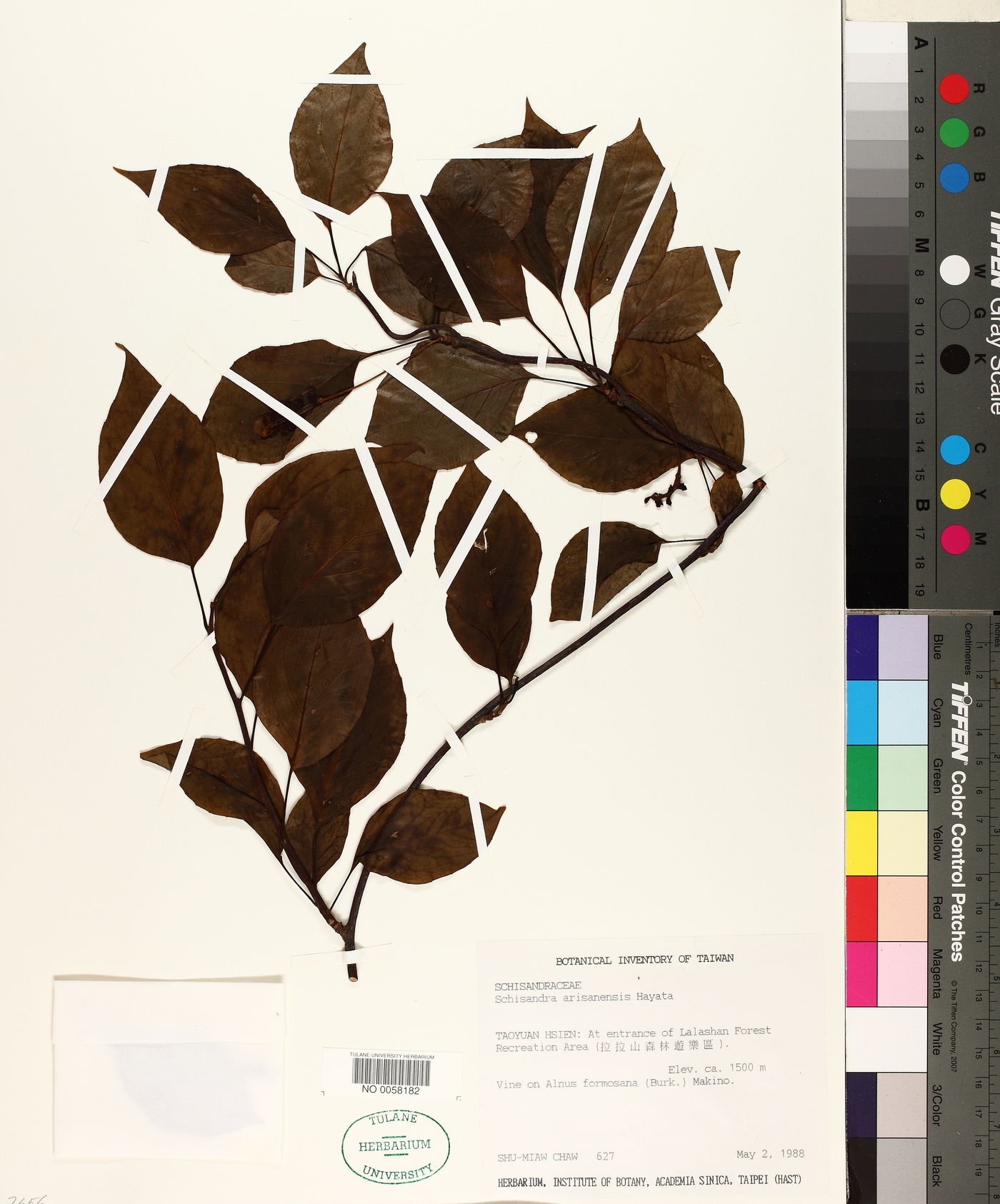 Schisandra arisanensis image