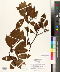 Illicium floridanum image