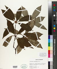 Illicium floridanum image