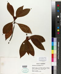 Illicium floridanum image