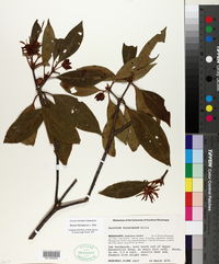 Illicium floridanum image