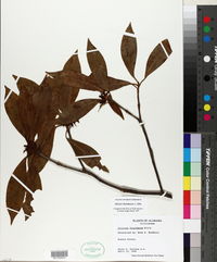 Illicium floridanum image