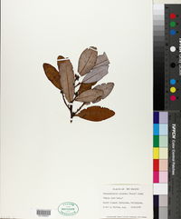 Pseudowintera colorata image