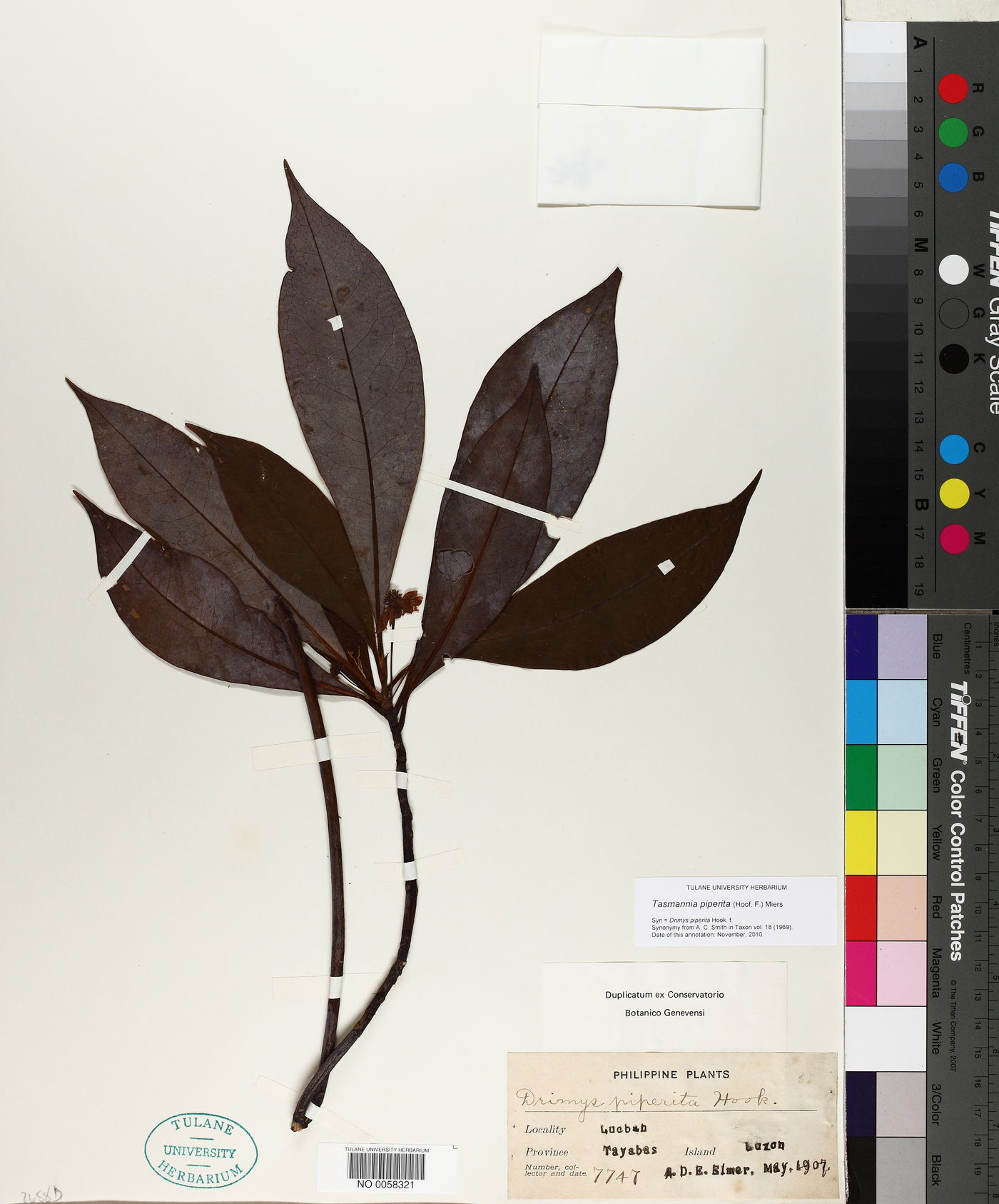 Tasmannia piperita image