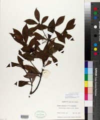 Tasmannia piperita image