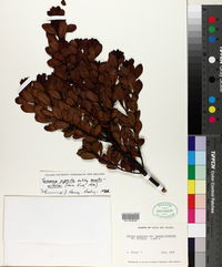 Tasmannia piperita image