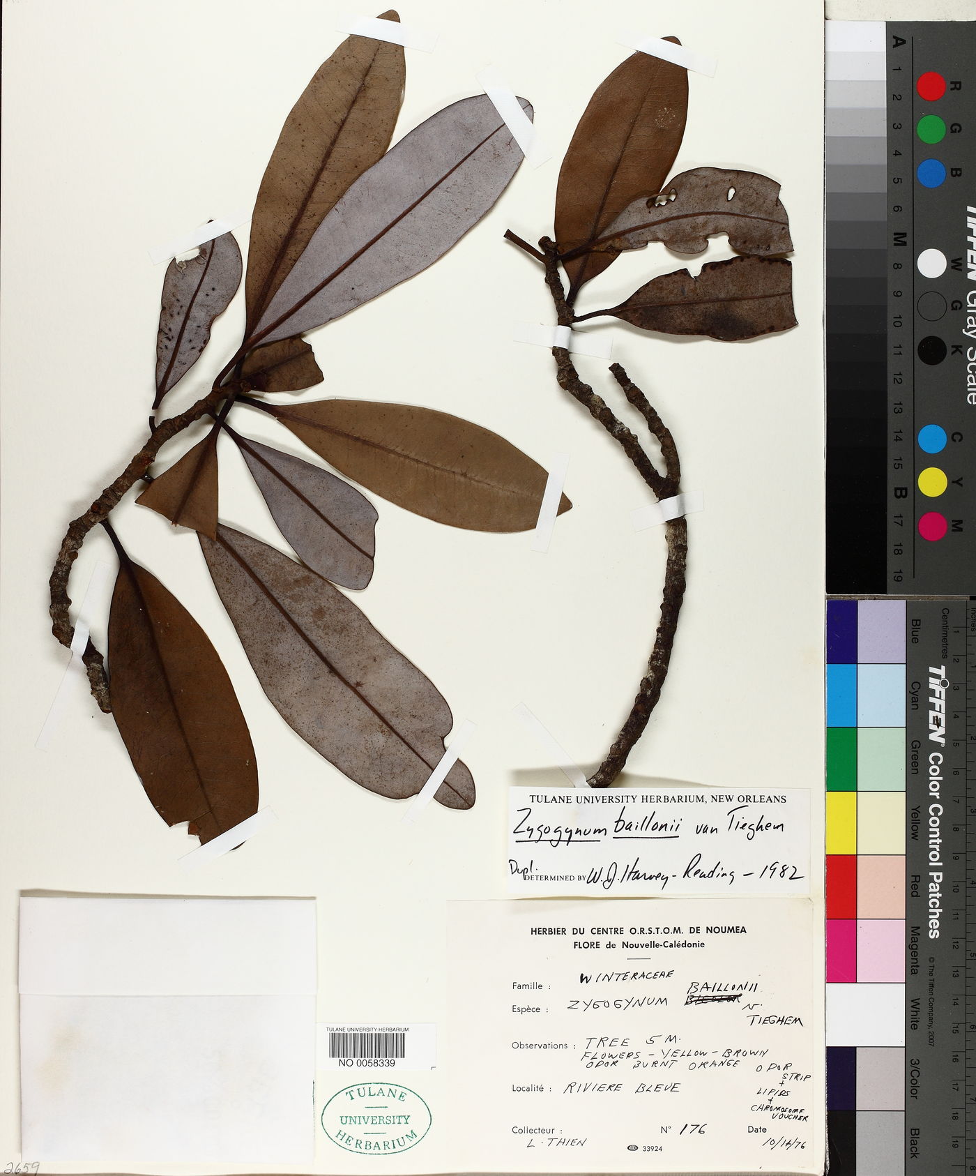 Zygogynum baillonii image