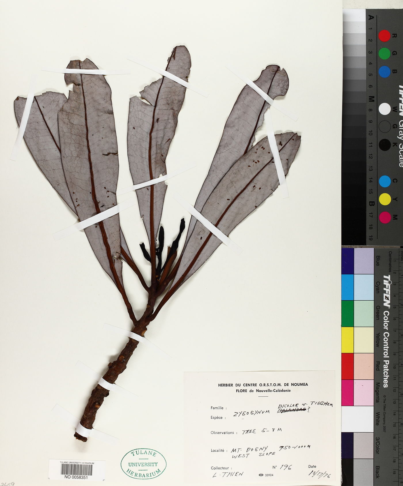 Zygogynum bicolor image