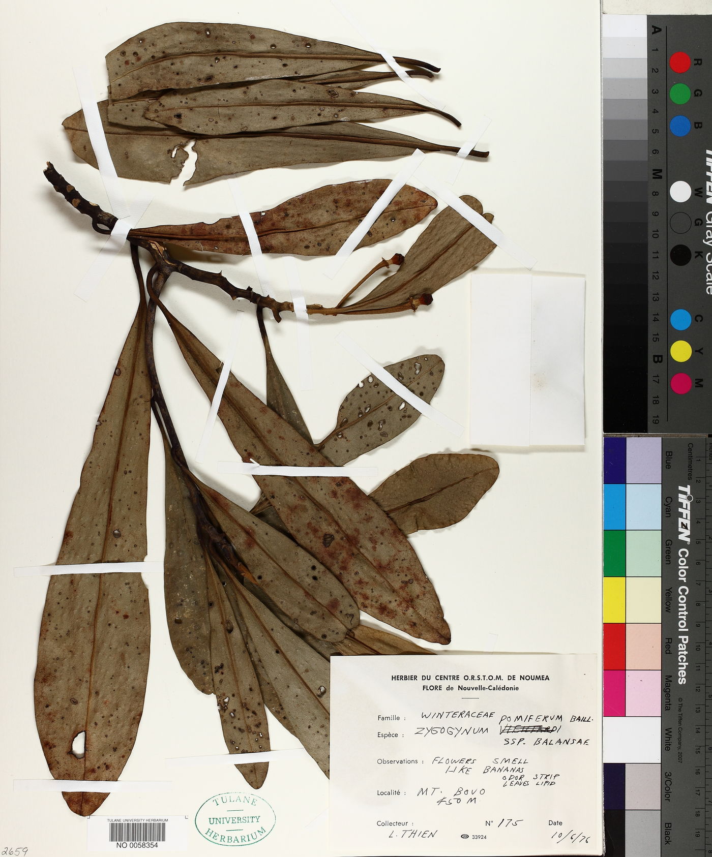 Zygogynum pomiferum subsp. balansae image
