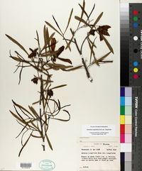 Asimina longifolia var. longifolia image
