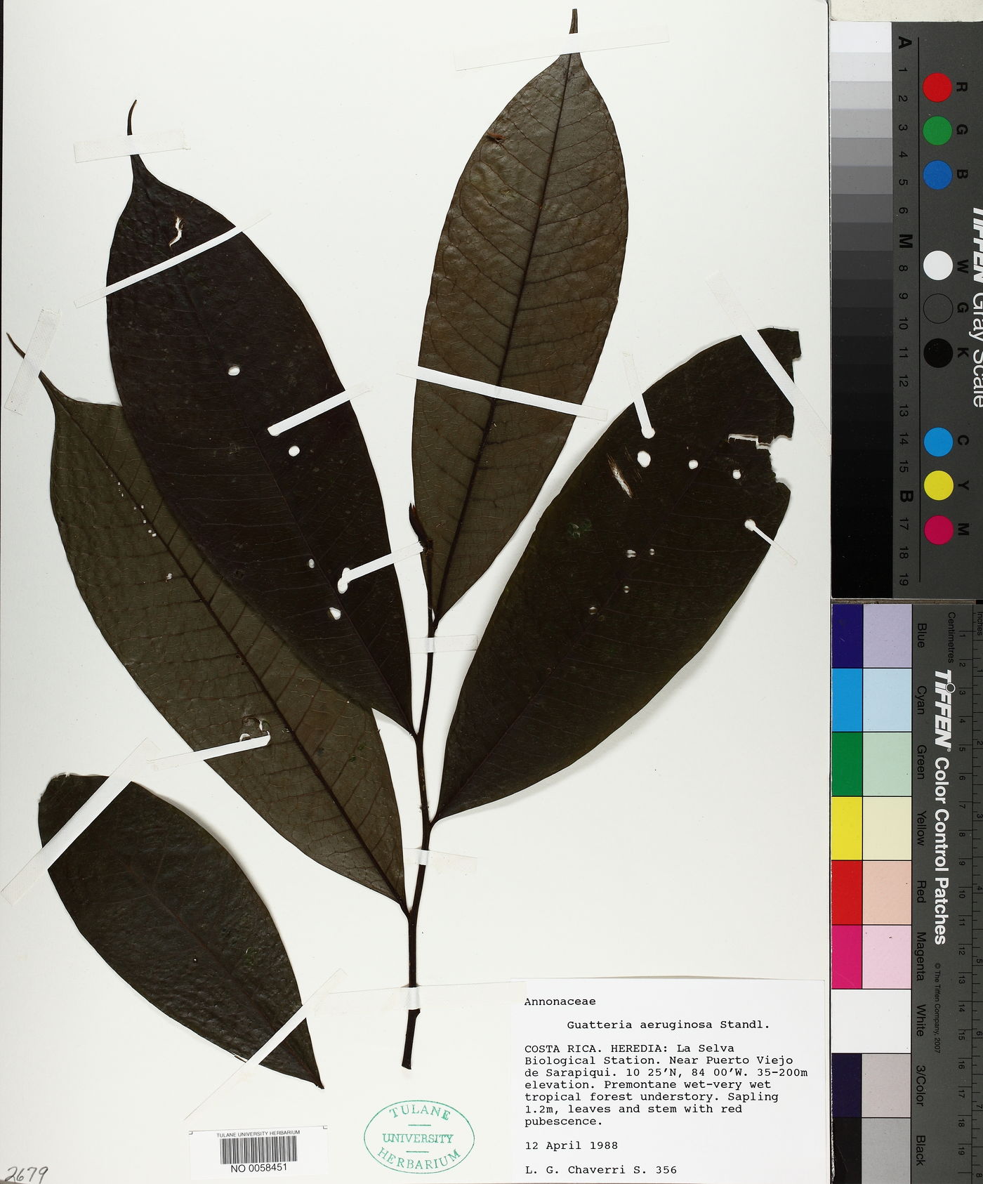 Guatteria aeruginosa image