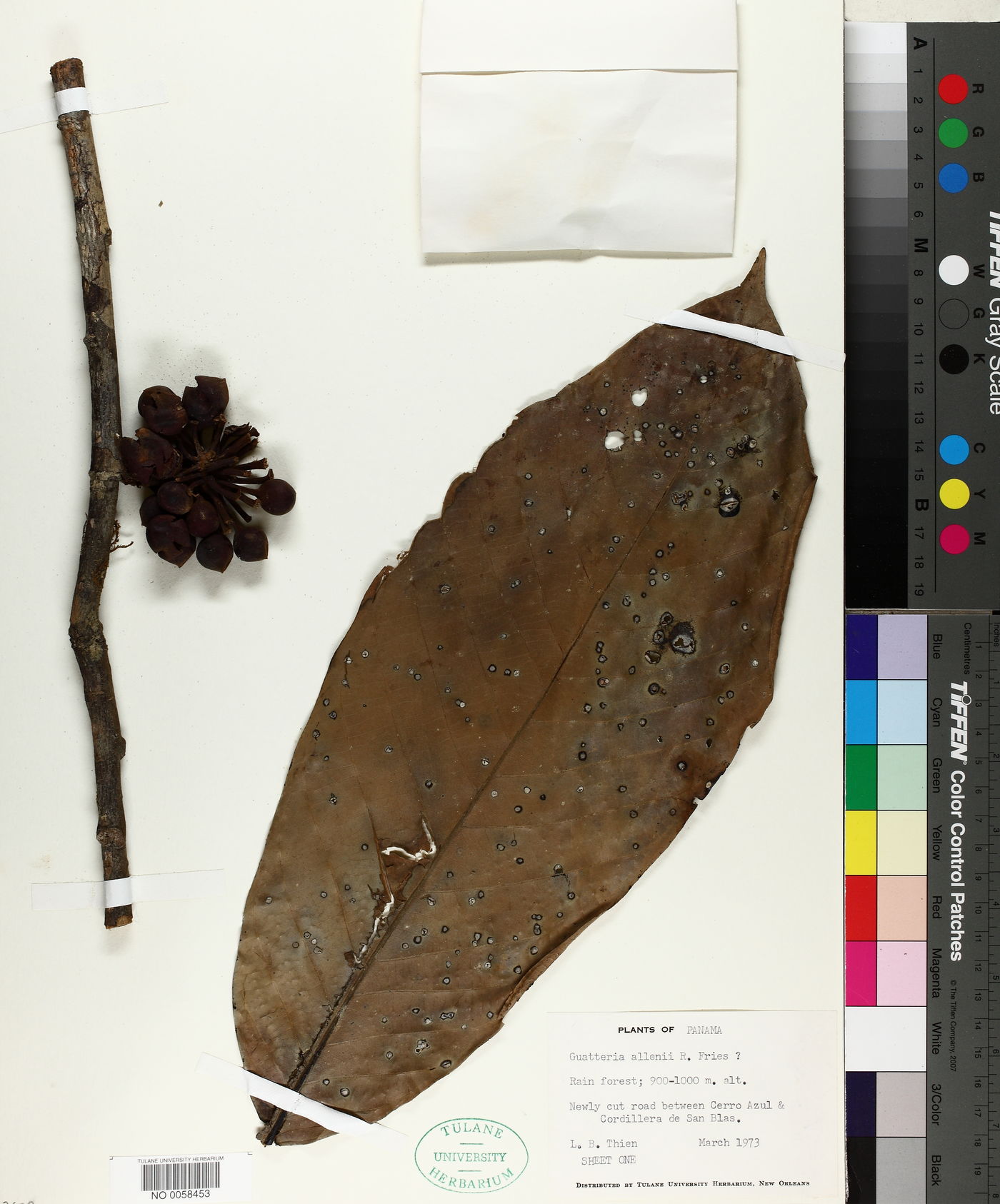 Guatteria allenii image