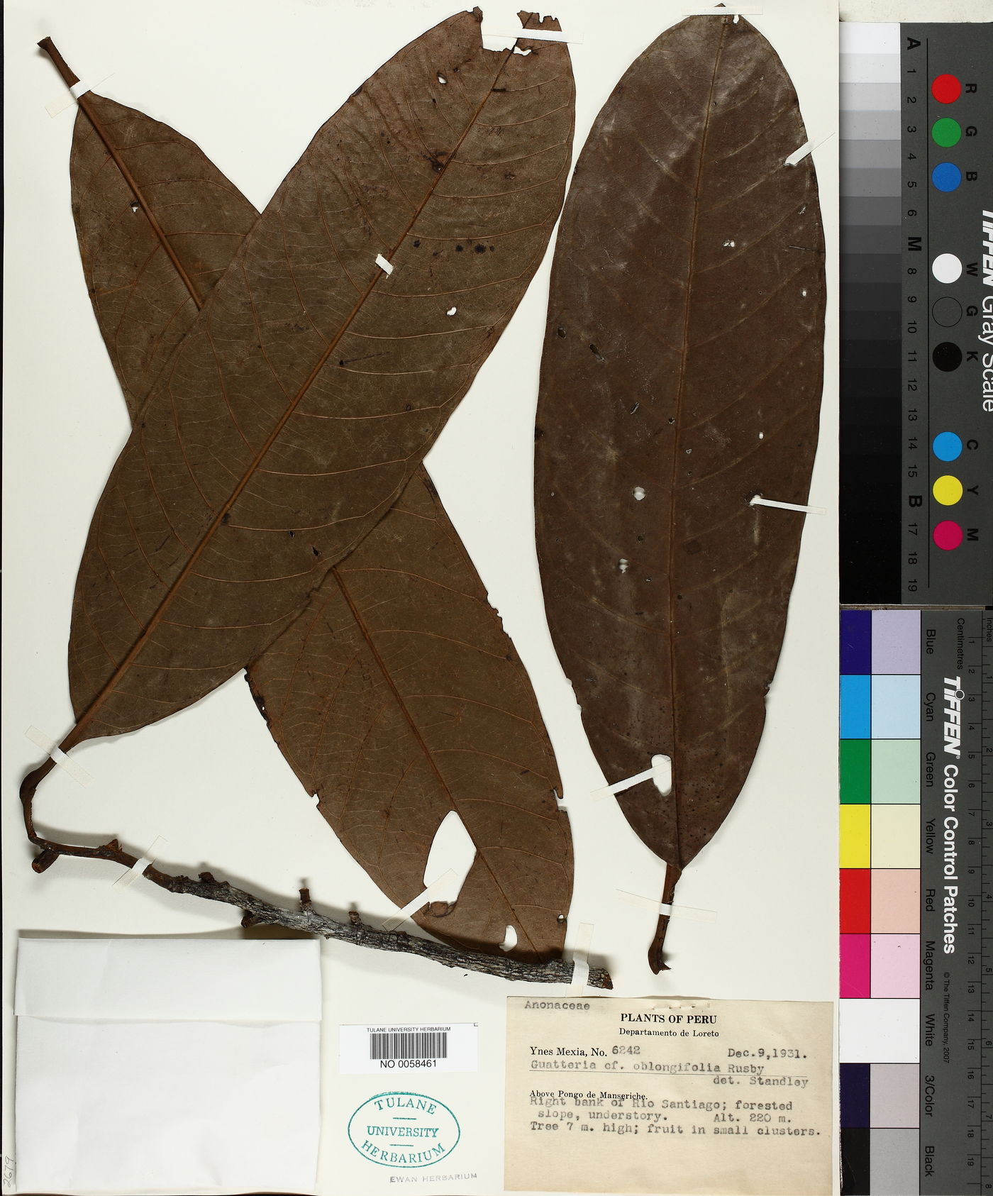 Guatteria oblongifolia image