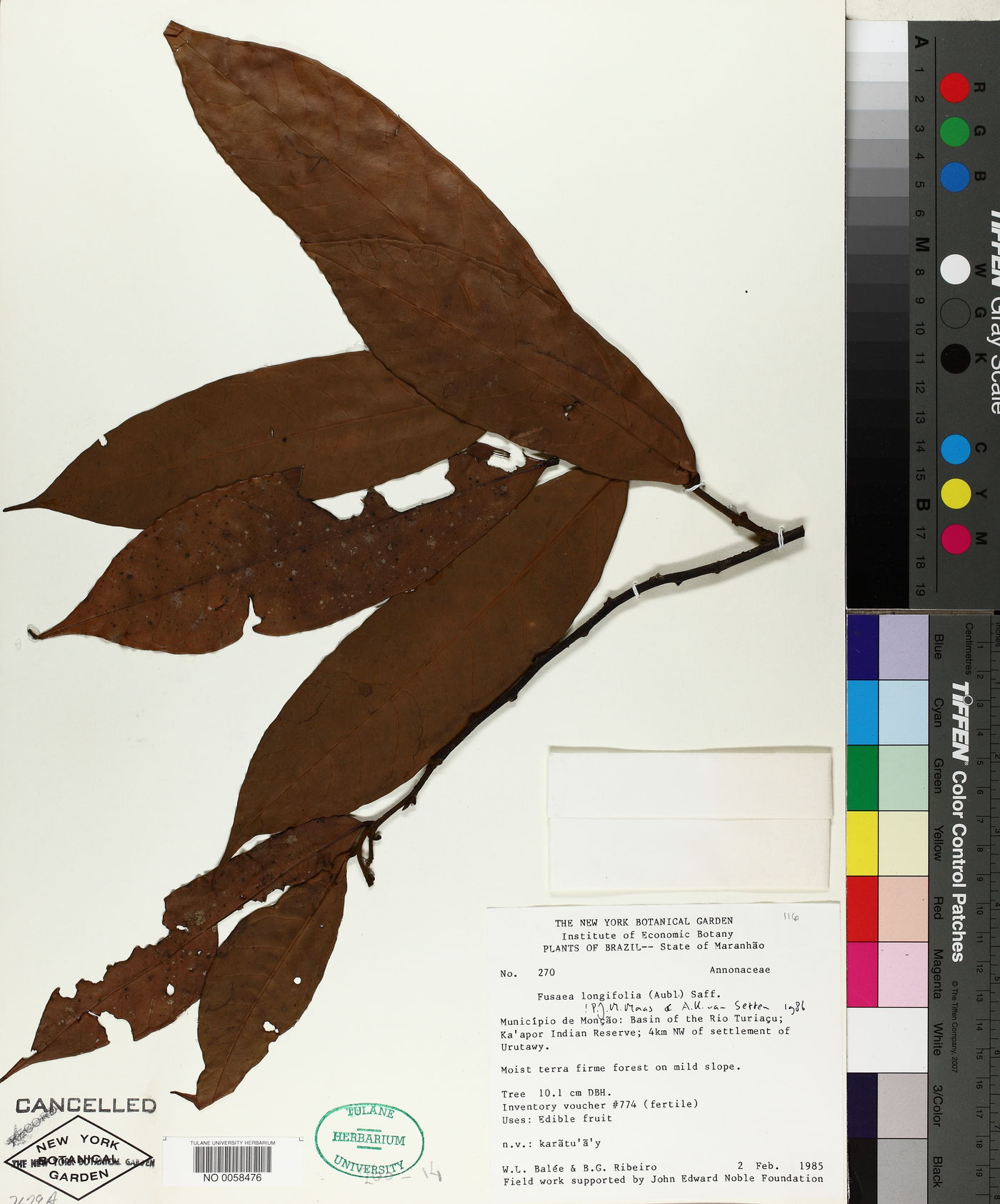 Fusaea longifolia image