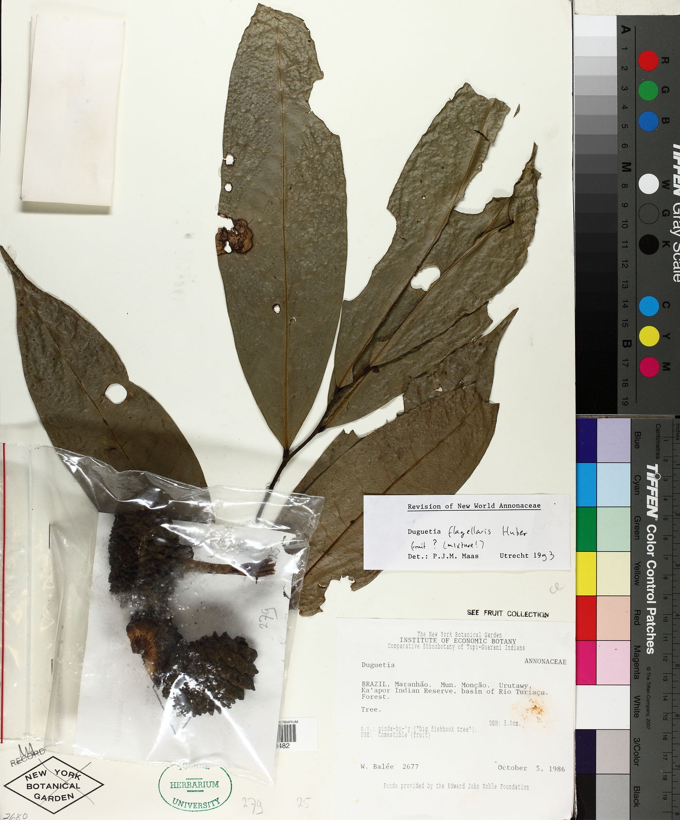 Duguetia flagellaris image