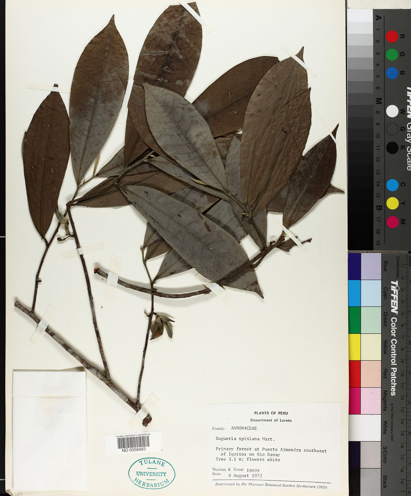 Duguetia spixiana image