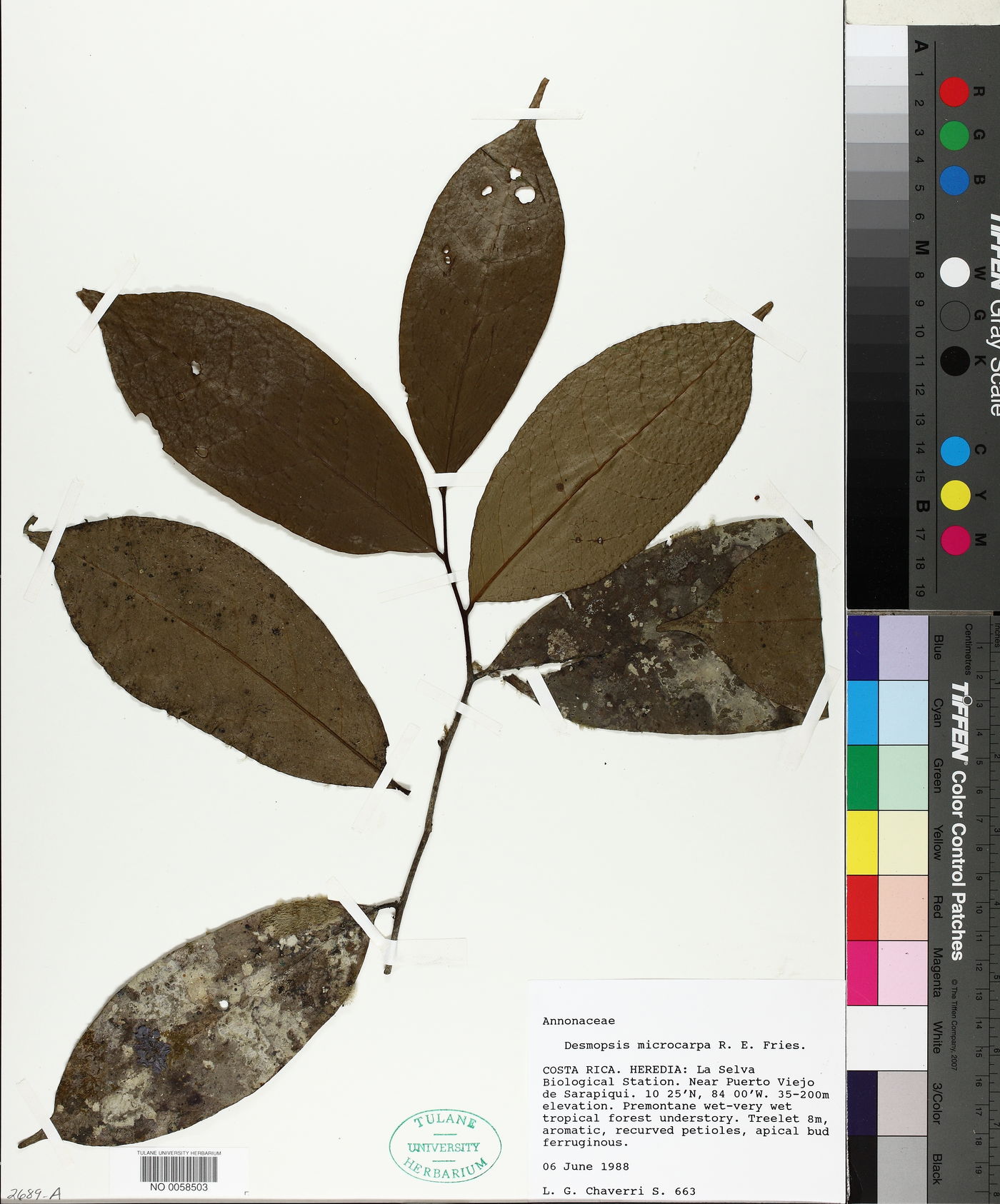 Desmopsis microcarpa image