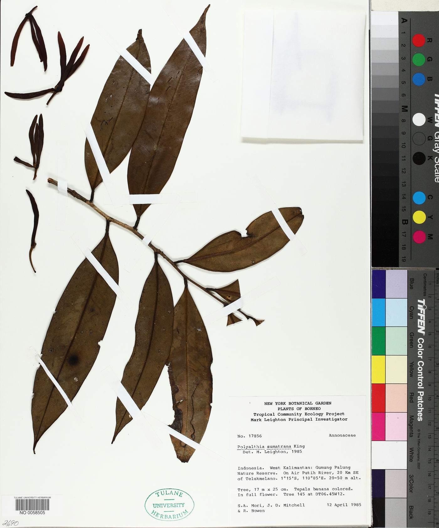 Polyalthia sumatrana image
