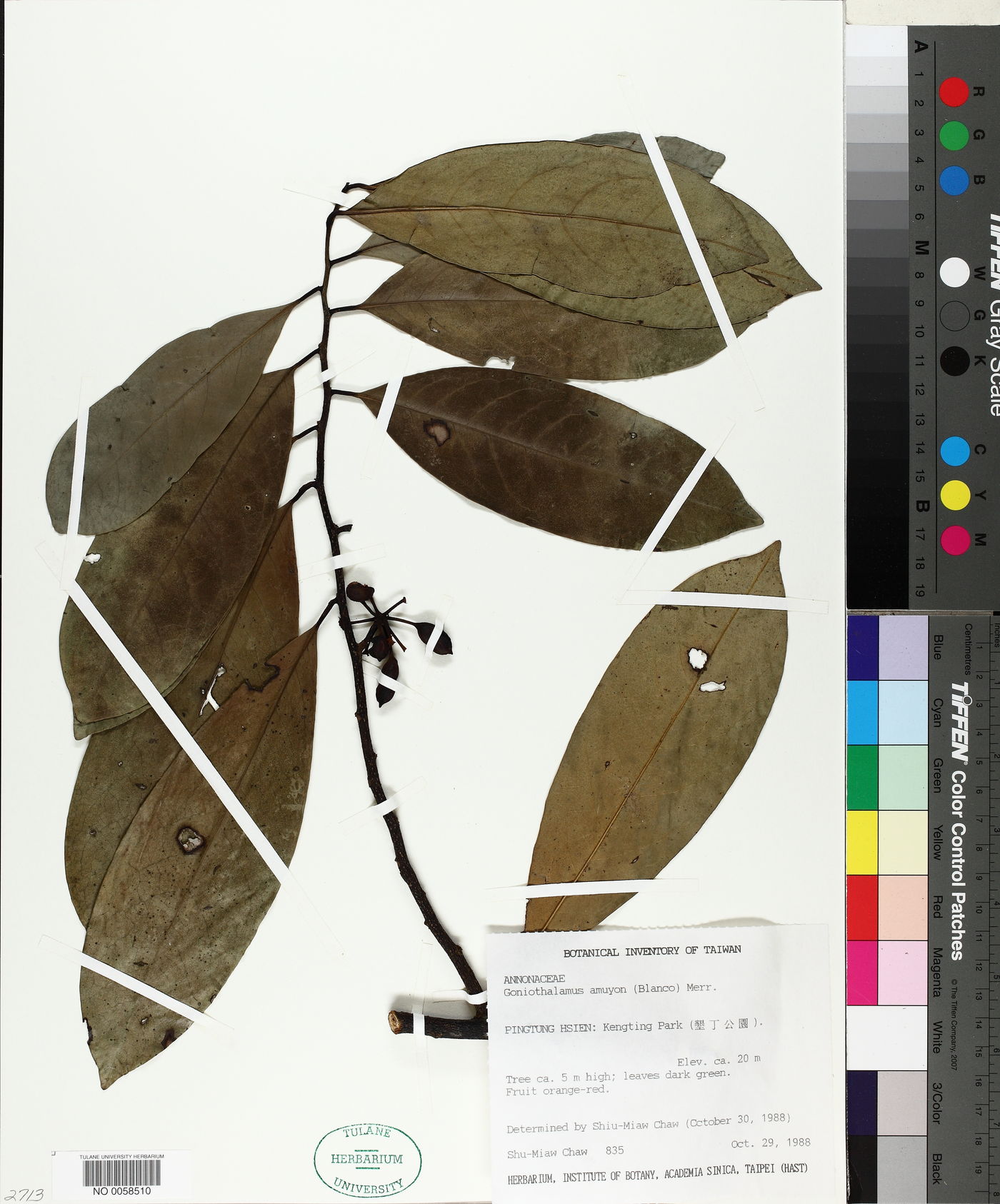 Goniothalamus amuyon image