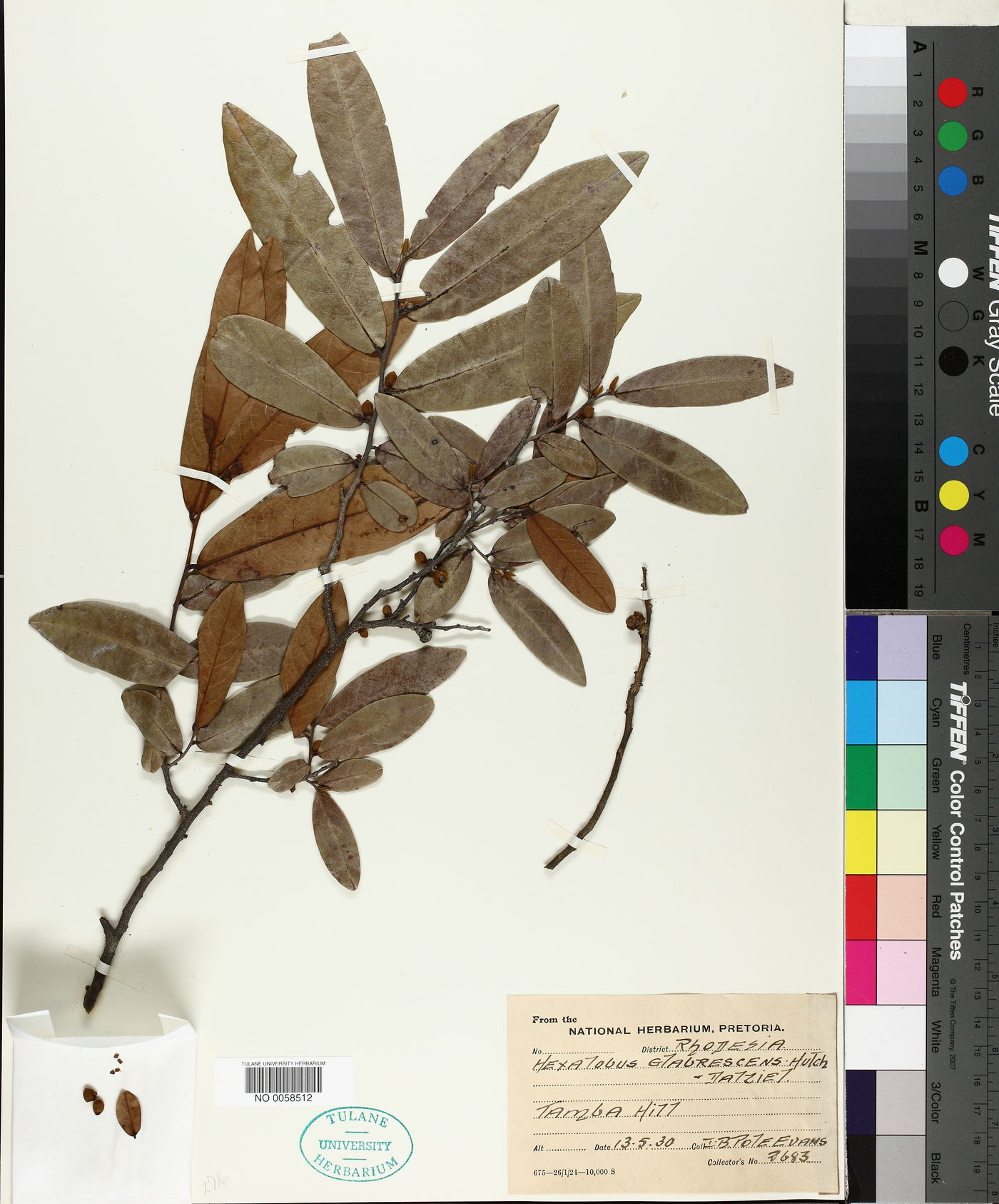 Hexalobus monopetalus image