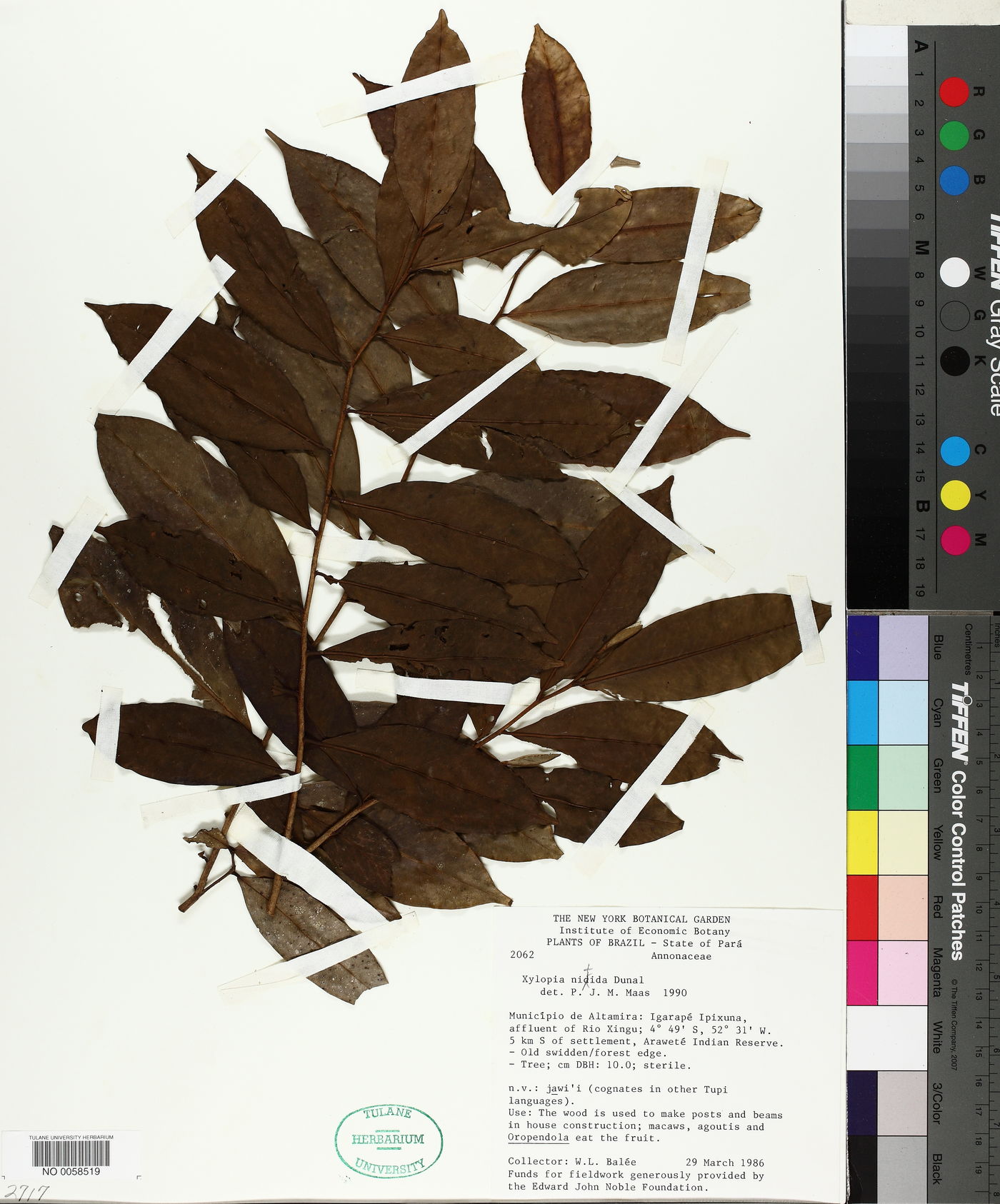 Xylopia nitida image