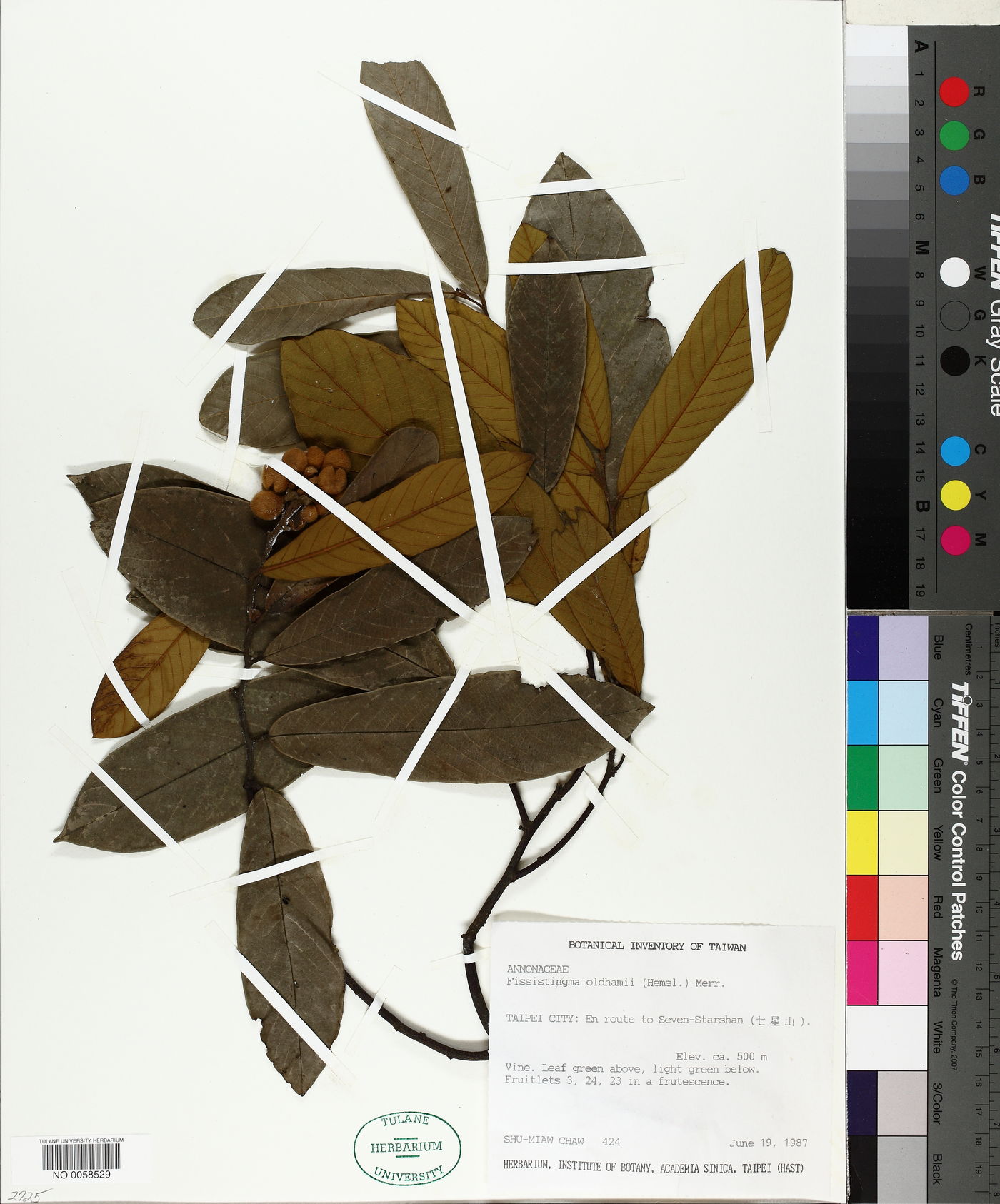 Fissistigma oldhamii image