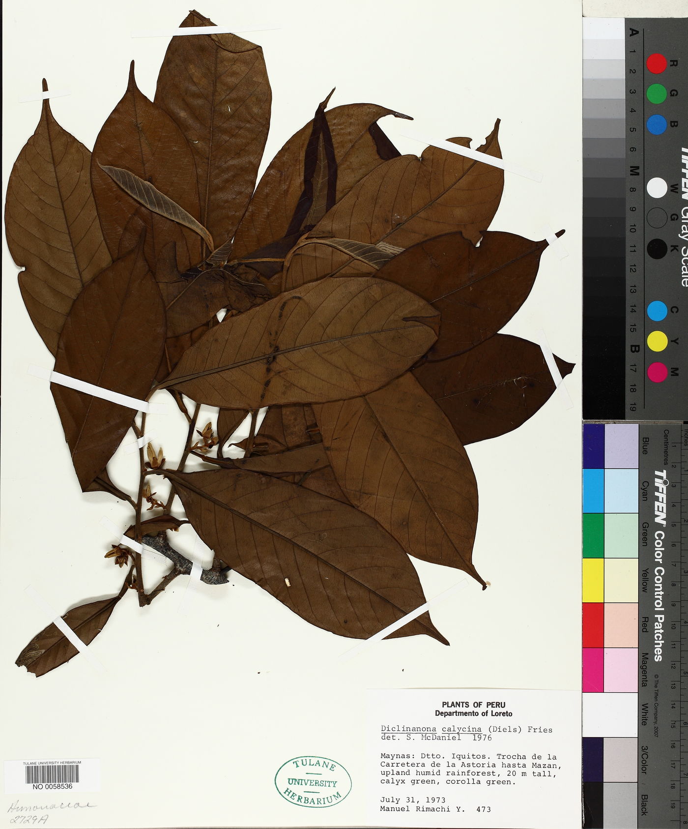 Diclinanona calycina image