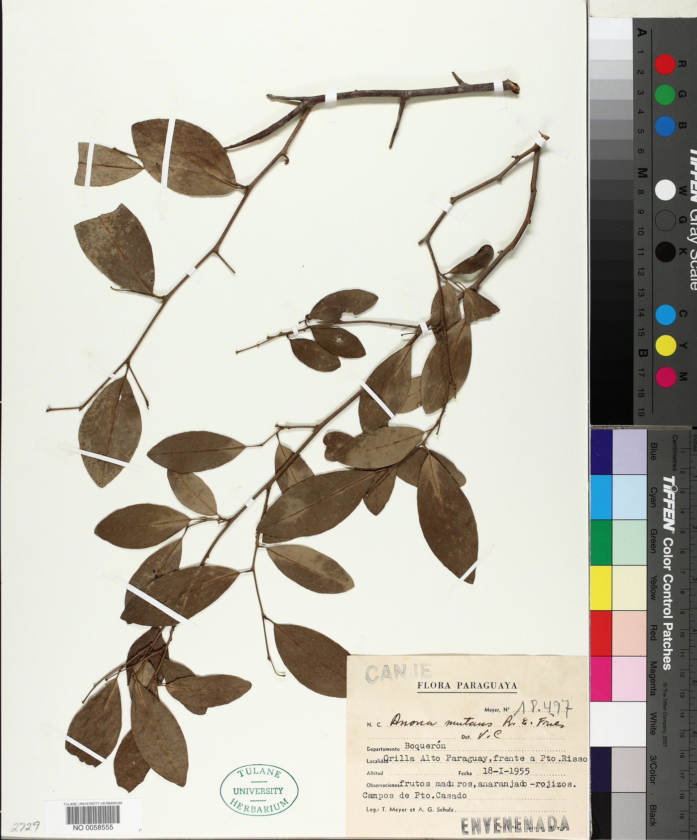 Annona nutans image