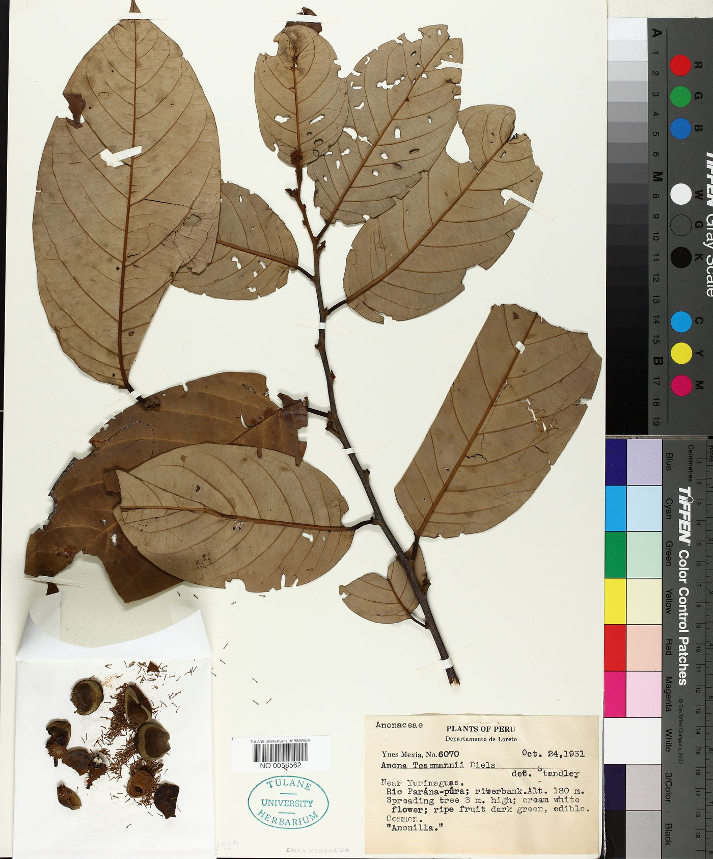 Annona hypoglauca image