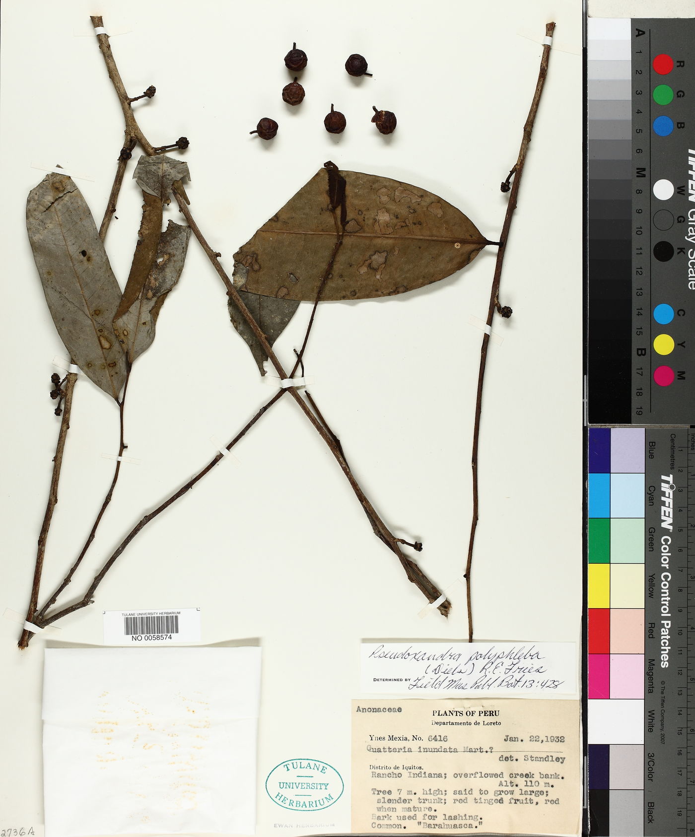Pseudoxandra polyphleba image