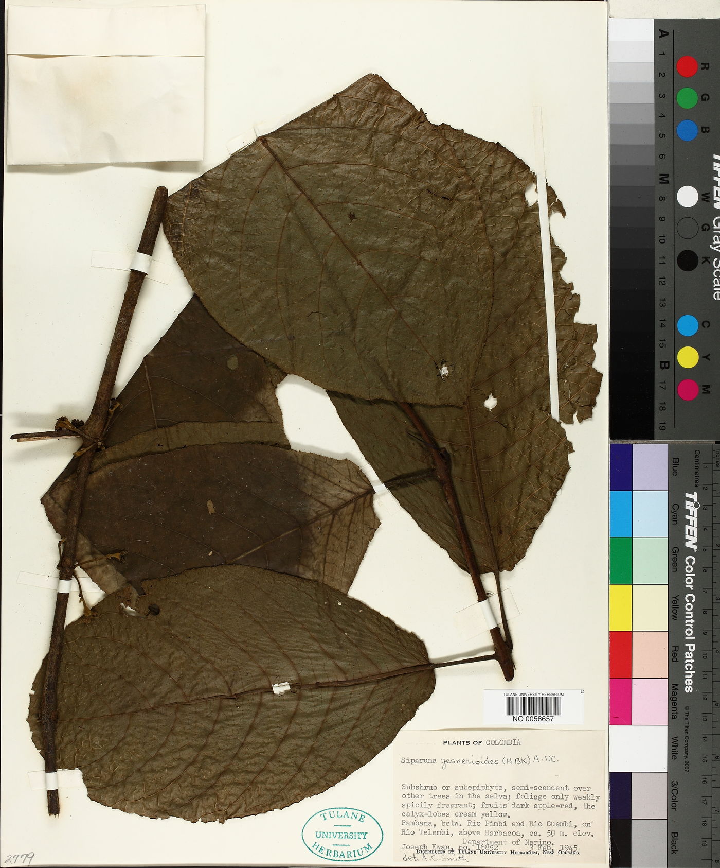 Siparuna gesnerioides image