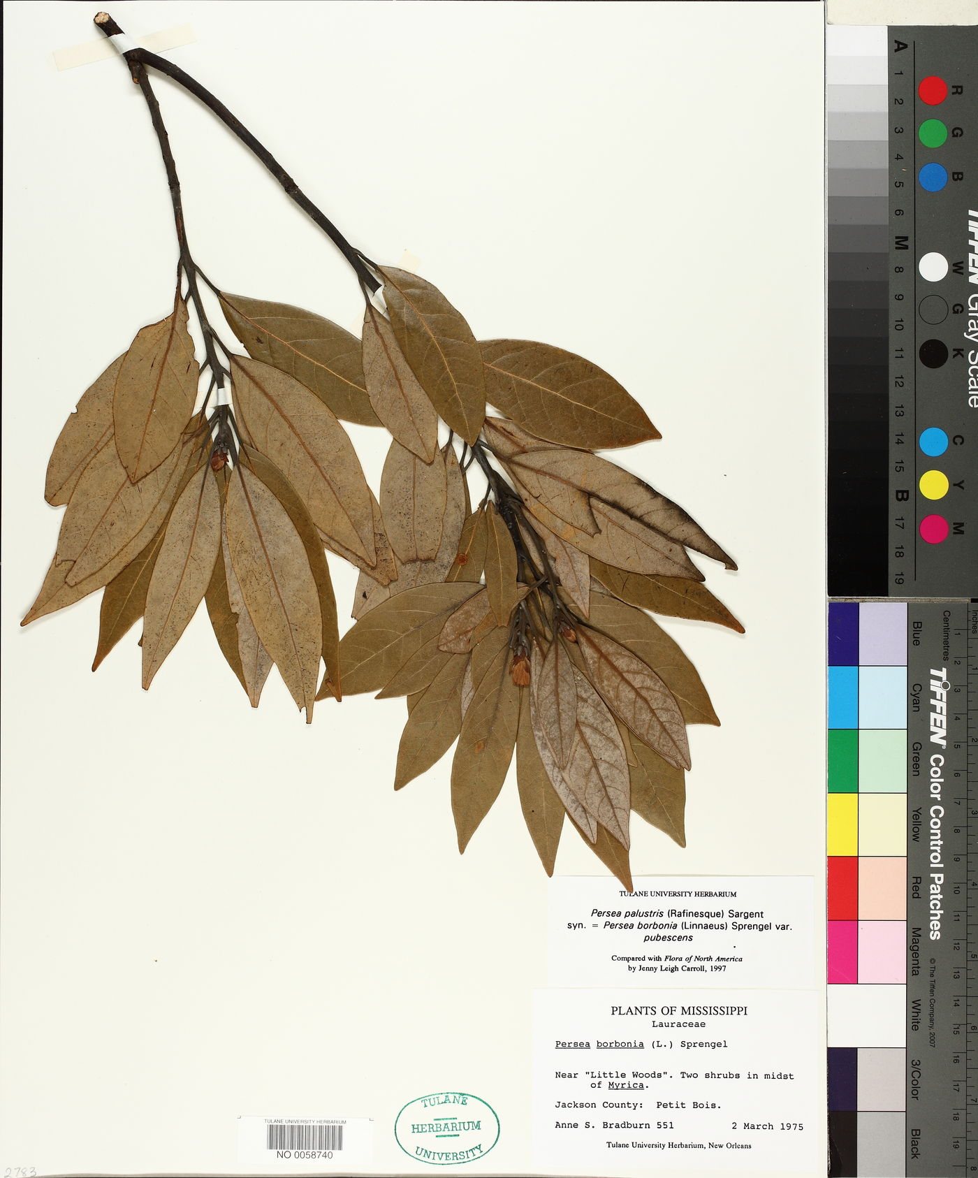 Persea palustris image