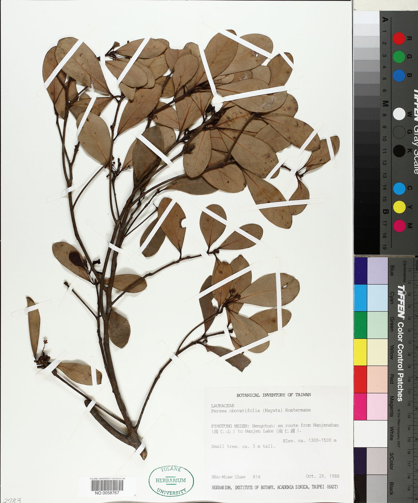 Machilus obovatifolia image