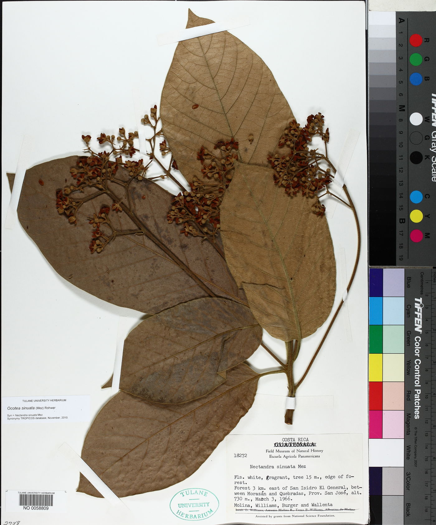 Ocotea sinuata image