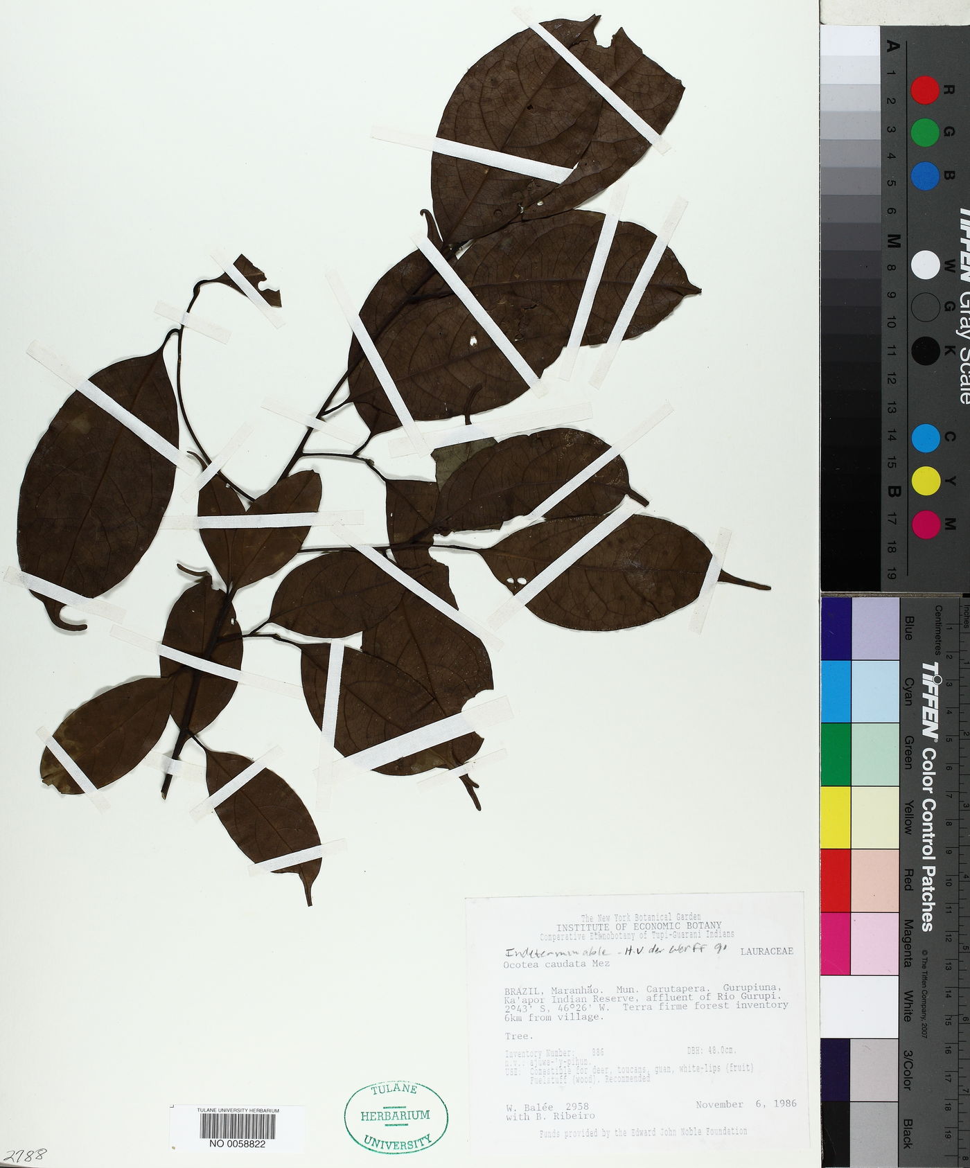 Ocotea cernua image