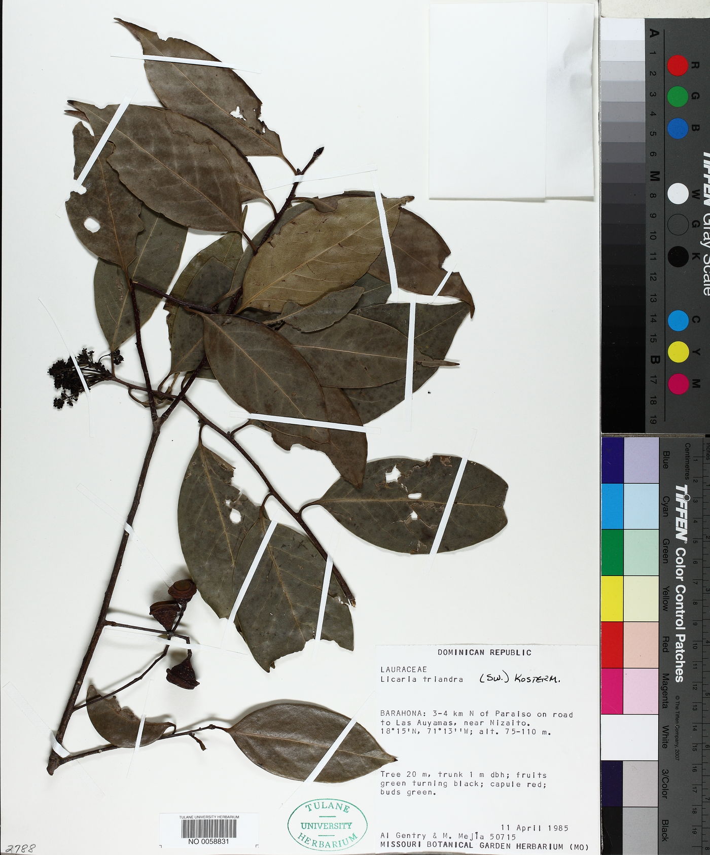 Licaria triandra image