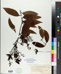 Image of Nectandra coriacea