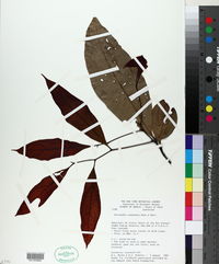 Nectandra cuspidata image