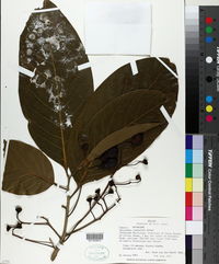 Image of Nectandra lundellii