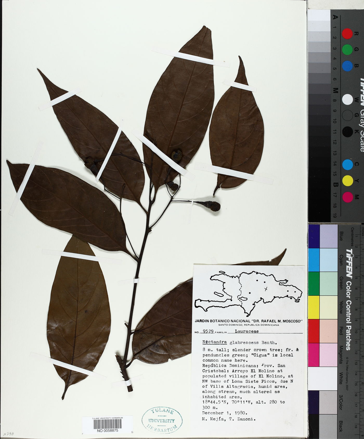 Nectandra glabrescens image