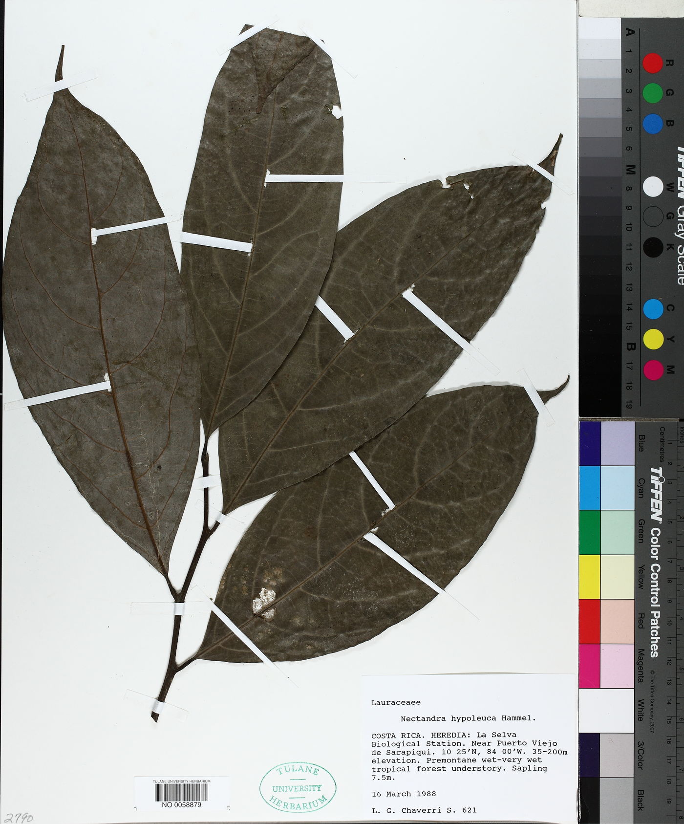 Nectandra hypoleuca image