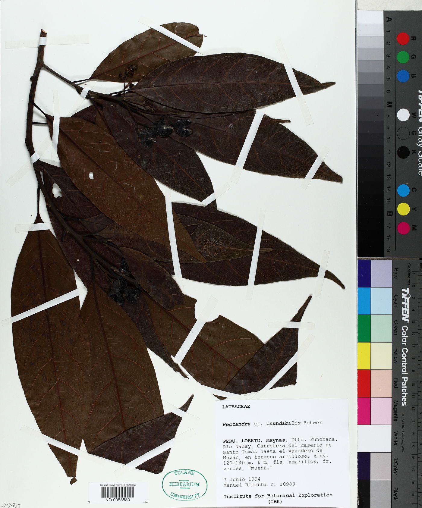 Nectandra inundabilis image