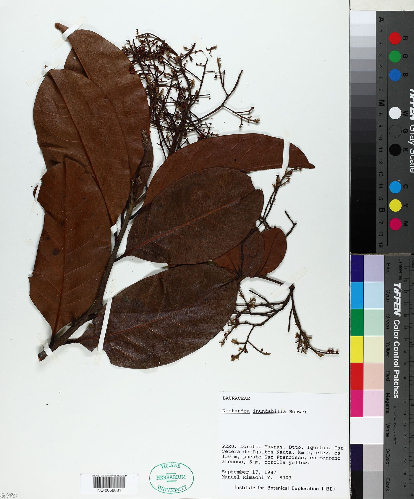 Nectandra inundabilis image
